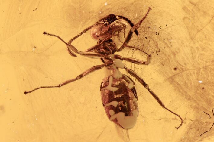 Detailed Fossil Ant (Formicidae) In Baltic Amber #270660